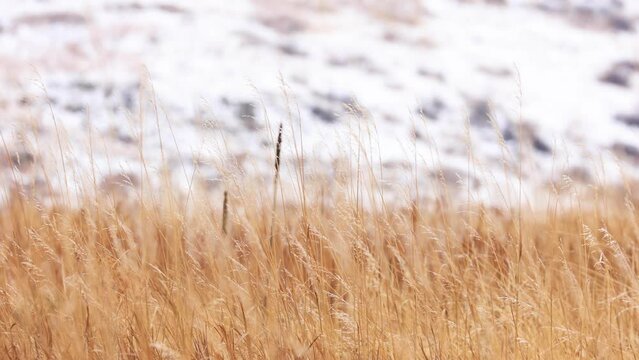 Colorado Native Prairie Grasses Along Colorado Front Range