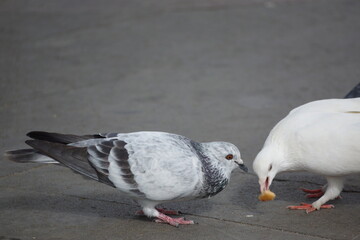 White pigeon caught eating food flake while other pigeon watches, on park concrete