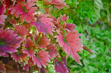 Beautiful red leaves of Painted Nettle in garden