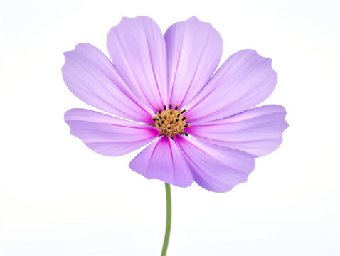 Flower in Bloom, isolated image