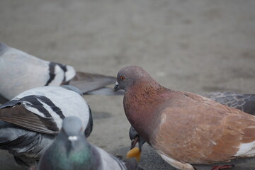 Different coloured pigeons clustering towards a spot on concrete