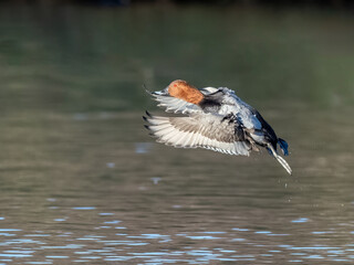 Male pochard in flight