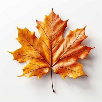 Autumn Maple Leaf On White Background, Illustrations Images