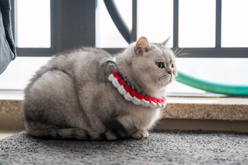 American Shorthair sitting on carpet