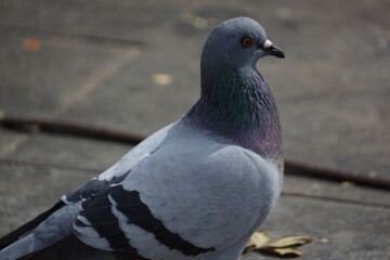 Shiny pigeon on standing alone, well lit
