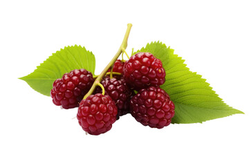 Richness of Mulberries Isolated On Transparent Background