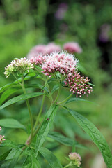 Closeup of Hemp Agrimony blooms, Derbyshire England
