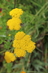 Closeup of Golden Yarrow blooms, Derbyshire England
