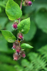 Macro image of a bee on Lesser Burdock flower heads, Derbyshire England