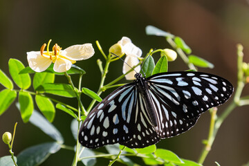 気品あふれるリュウキュウアサギマダラ