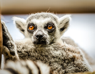 Lemurs animals in London Zoo