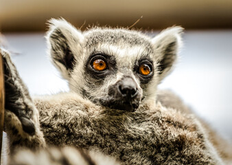 Lemurs animals in London Zoo - obrazy, fototapety, plakaty