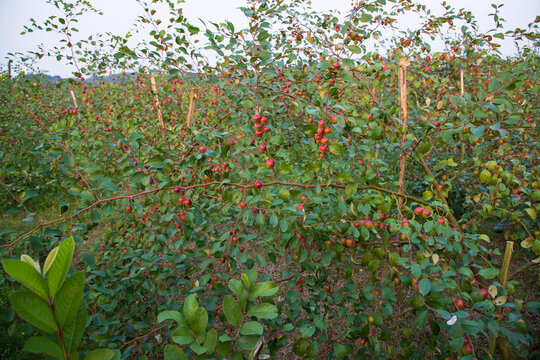 Fruit tree with unripe Red jujube fruits or apple kul boroi  in the autumn garden
