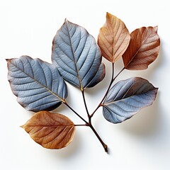 Gray Shadow Hawthorn Tree Leaves On White Background, Illustrations Images