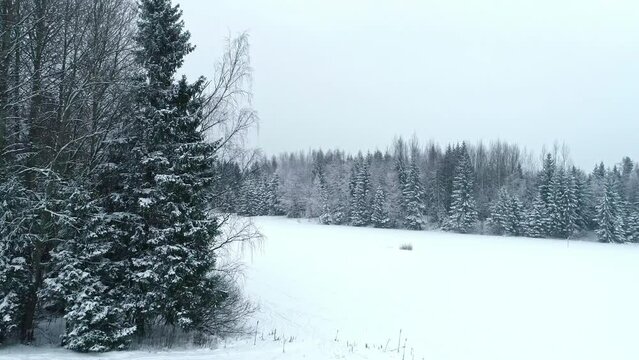 Very snowy landscape drone video, snowing over forest and pine trees