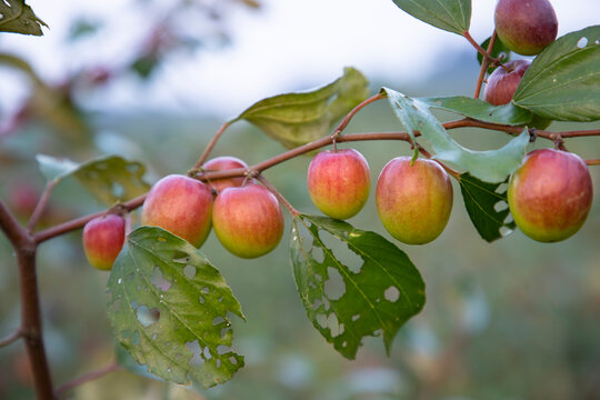 Red jujube fruits or apple kul boroi on a branch in the garden. Shallow depth of field