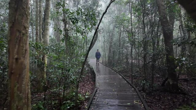 Female hiker walks along a timber boardwalk through a misty and foggy rainforest setting. Cinematic mood