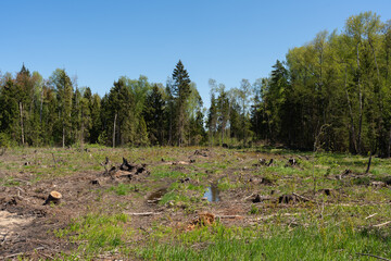 view of a clearing with stumps after deforestation in mid-spring, sprouting green grass and the...