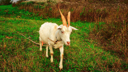 Goats.- A herd of goats, bearded goats grazing in a green meadow. they are grazing the grass. young goats with horns, a collective farm herd. Close-up. wildlife. The concept of animal husbandry on the