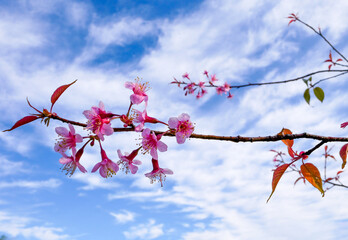 Pink cherry blossom branch on blue sky
