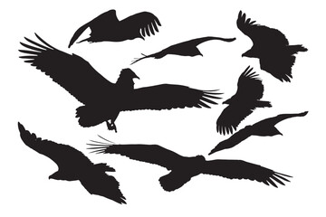 Fototapeta premium Vultures flying differently from each other. Vector images. 