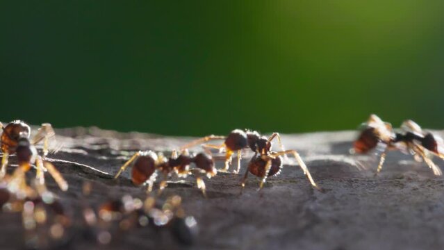 Super macro shot of ants running along tree trunk. Incredible macro wildlife ant