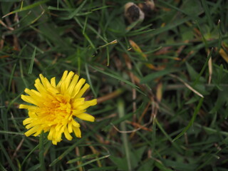 Flor amarilla con fonde verde