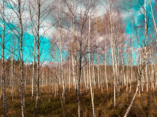 Young birch trees in the forest in late autumn