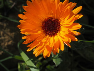 Macro de flor naranja