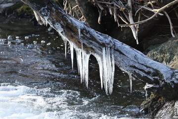 Icicles on a tree trunk in a stream in winter.