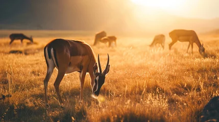 Fotobehang Antilope Grazing antelope on a panoramic grassland under the setting sun