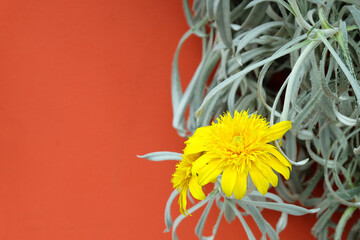 yellow flowers and orange color background