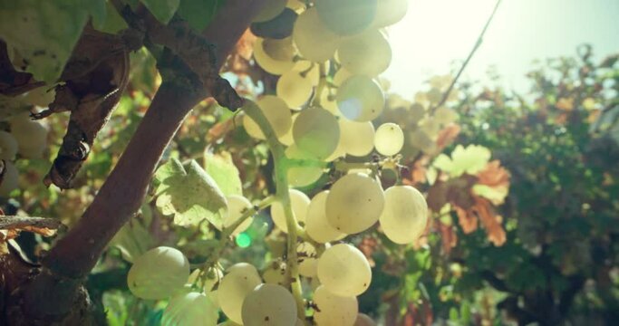 From Vine to Wine: A Winemaker's Autumn Journey with Grape Clusters. High quality 4k footage