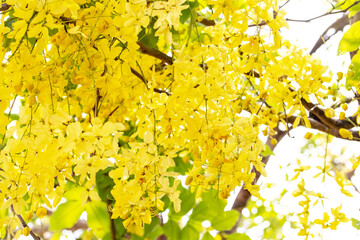 Obraz premium Soft Golden shower flower tree is bloom. Flowering plant in family Fabaceae. Golden yellow color petals flower. Golden shower flower is popular ornamental plant and in herbal medicine.