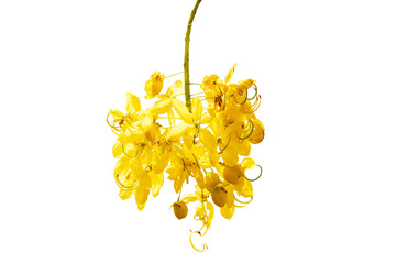 Soft Golden shower flower tree is bloom isolated on cut out PNG Flowering plant in family Fabaceae. Golden yellow color petals flower. Golden shower flower is popular ornamental plant.