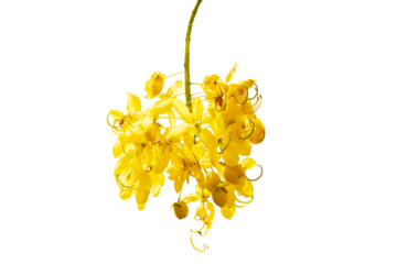 Soft Golden shower flower tree is bloom isolated on cut out PNG Flowering plant in family Fabaceae. Golden yellow color petals flower. Golden shower flower is popular ornamental plant.