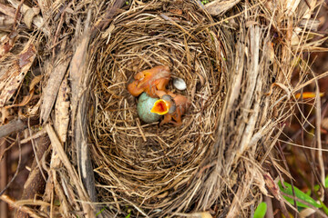baby bird in nest calling for food with egg