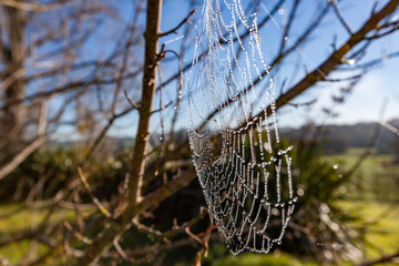 spider web closeup in bare tree branches