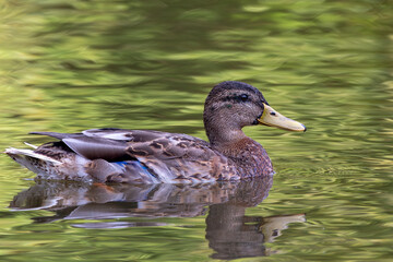 mallard duck swimming in a pond in Menden Sauerland