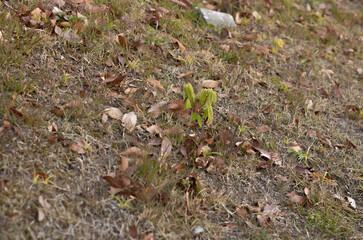 green moss on the ground