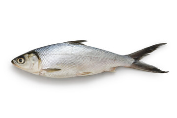 Fototapeta premium Milkfish is an important seafood in Southeast Asia as it is easily farmed.