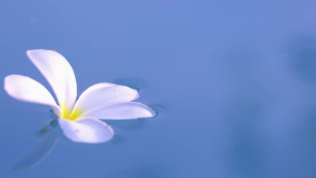 A Plumeria flower floats on the water in a pond. White tropical frangipani flower. Tropical landscape of beautiful plants and flowers. The concept of calm and tranquility.