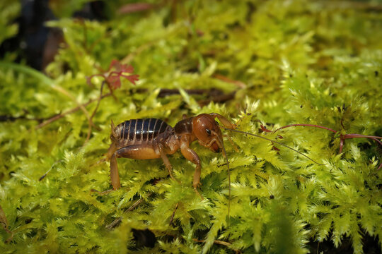 Closeup on a Californian potato bug or Jersusalem cricket, Stenopelmatus sitting on moss