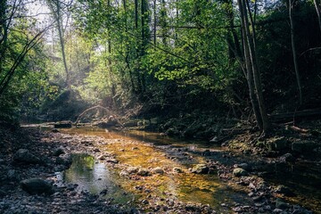 Creek in the forest