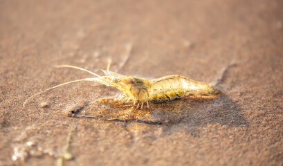 Live shrimp on the shore. The shrimp lies on the sand by the sea.