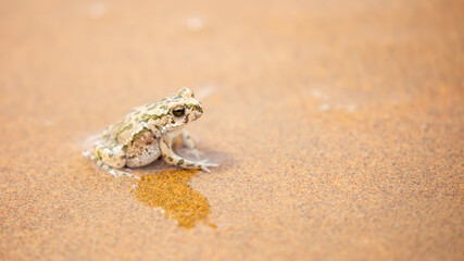 The frog sits on the sand on the shore of the lake. Beautiful wildlife landscape with place for text. The concept of protecting wildlife and ecology.
