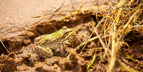 The frog sits on the sand on the shore of the lake. Beautiful wildlife landscape with place for text. The concept of protecting wildlife and ecology.
