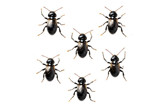 Picture watercolor Several black insects or ants arranged in row, pattern on isolated on cut out PNG or transparent background. Realistic animal clipart template pattern. Ants marching, working.