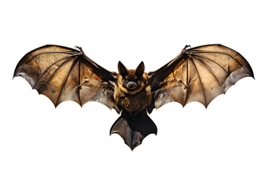 Picture watercolor of Drawing of brown bat flying on isolated on cut out PNG or transparent background. Realistic clipart template pattern. For fabric texture design. work of art