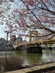 sakura blossom bridge over the river